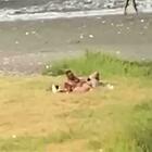 Sesso in spiaggia a Castellammare di Stabia: amanti ripresi dai passanti, il video dello scandalo