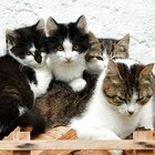 Il mistero del paese dove scompaiono i gatti: «Almeno 50 animali spariti in estate e mai più trovati»