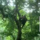 Orso si arrampica sull'albero: scorpacciata di ciliegie. Il video diventa virale