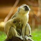 Cinque scimmie clonate in Cina per studiare l'insonnia