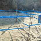immagine Montecorice, nuovo nido di tartaruga Caretta Caretta: è sempre più record nel Cilento
