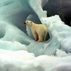 Orsi polari a rischio morte per fame