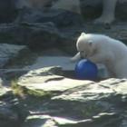 Le acrobazie del cucciolo dell'orso polare Hertha allo zoo di Berlino