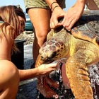 Dika, la tartaruga gigante ferita da un motoscafo è morta. I soccorritori: «È un giorno molto triste»