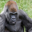 Ozzie, morto il gorilla più vecchio del mondo