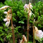 Sorpresa, nel Gargano spunta la rarissima “Orchidea fantasma” Sorpresa, nel Gargano spunta la rarissima “Orchidea fantasma”