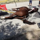Cavallo morto a Caserta, la Reggia ferma le botticelle. Il sindaco: «Animale non autorizzato al trasporto»