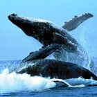 Balena, incidente choc con una barca: due uomini finiscono in mare, un morto e un ferito