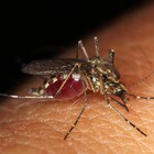 Zanzare in Italia fino a Natale, sopravvivono grazie al caldo anomalo: «Rischi anche per la salute»