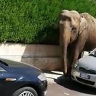 Elefante scappa dal circo e si ritrova in strada: impaurito dal traffico, si "nasconde" dietro alle auto