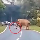 Vuole fare il selfie con l'elefante, turista schiacciato e ucciso Video