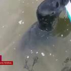 La foca curiosa si autoinvita alla gita: la sorpresa della famiglia inglese