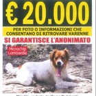 Cane perso nel bosco: maxi-ricompensa da 20mila euro per chi ritrova Varenne