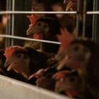 Kfc e Pizza Hut cedono: «Basta galline allevate in gabbia»
