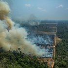 Amazzonia, nuovo allarme deforestazione: cresciuta in un anno del 300%