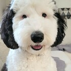 «Snoopy esiste davvero», Bayley è la star di Instagram. La cagnolina social fa impazzire il web: «Due gocce d'acqua»