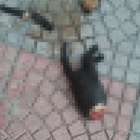 Orrore nel Napoletano, scoperto gattino amputato e decapitato