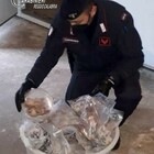 Sequestrati 235 chili di ghiri congelati: sono il piatto preferito dei boss della 'Ndrangheta