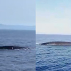 Civitavecchia, lo spettacolo delle balene ripreso da un fotografo