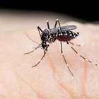 Allarme febbre Dengue, scuole chiuse 4 giorni: c'è l'ordinanza, ecco dove