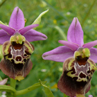 Salento, spuntano le orchidee spontanee: la bellezza della natura è ovunque tra alberi e arbusti