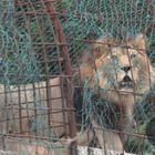 L'India sperimenta i vaccini su leoni e leopardi: anche per loro doppia dose