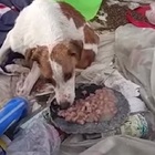 Marito e moglie si separano, il cane finisce in discarica: trovato tra un cumulo di rifiuti