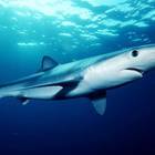 Foto Le specie di squalo presenti nel Mediterraneo