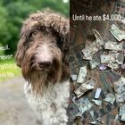 «Il nostro cane Cecil ha mangiato 4mila dollari in contanti. Recuperare le banconote è stato nauseante»