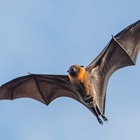Animali esotici e da compagnia, scontro nel governo: nuova lista delle specie consentite Stop al pipistrello della frutta