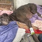 Morto il cane più alto del mondo. Un tumore ha ucciso Zeus, la padrona: «Per favore, pregate per lui»