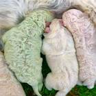 Nasce cucciolo di Labrador verde, sorpresa nella cucciolata: ecco perché Pistacchio è di questo colore