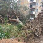 Maltempo a Reggio Calabria, uomo muore travolto da un albero: gli è crollato addosso mentre passeggiava con il cane