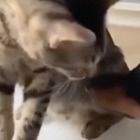 Il gattino generoso decide di coccolare e nutrire l'amico cane