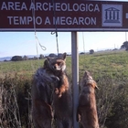 Il giallo delle 3 volpi impiccate sul cartello stradale in Sardegna: post rimosso, indagini in corso
