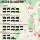 Roma invasa dai cinghiali: da Aurelio alla Cassia, ecco la mappa della paura. I residenti: "Abbiamo paura, troppi rifiuti in strada. E nessuno interviene"