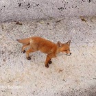 Firenze, cucciolo di volpe rinchiuso in gabbia per attirare la madre: morto di stenti