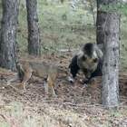 L'orsa lotta contro il lupo affamato: show nel Parco d'Abruzzo
