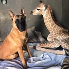 Jazz, la baby giraffa non ce l'ha fatta: vicino a lei fino all'ultimo l'inseparabile amico Hunter