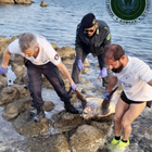 Tartaruga morta spiaggiata in Salento: il ritrovamento a Capilungo