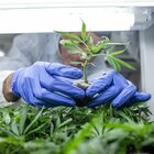 Cannabis, sì coltivazione piantine a casa (massimo 4) e pene più severe per spaccio: nuova legge alla Camera