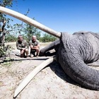 Ucciso l'elefante più grande del Botswana. La rabbia dell'ex presidente: «Era un tesoro turistico»