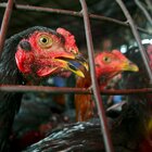 Influenza aviaria, Oms: «Temiamo un'altra pandemia». Altri due casi in Cina