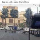 Cinghiali sulle strisce pedonali a Roma, Calenda posta la foto: «A settembre chiederanno il bonus asili»