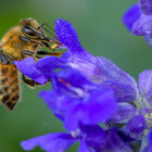 Australia, il caso delle api "in lockdown" a causa di un parassita: centinaia di alveari distrutti