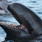 Morta Kina, l'orca più sola del mondo