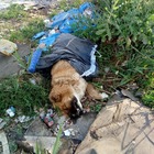 Orrore a Sezze, cane chiuso in un sacco e buttato tra i rifiuti
