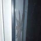 Ragno gigante avvistato dietro il vetro (Imgur)
