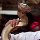 Veleno di serpente come droga, si facevano mordere sulla lingua: «Stessi effetti dell'oppio»