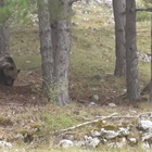 L'orsa lotta contro il lupo: spettacolo al Parco Nazionale d'Abruzzo